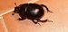 Sericotrupes niger  - Michele Cento