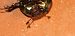 Sericotrupes niger  - Michele Cento