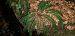 Struthiopteris spicant  - Michele Cento