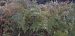 Pteridium aquilinum © Michele Cento