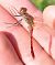 Sympetrum sanguineum © Battisti Andrea