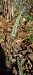 Spiranthes spiralis (Spiranthe d'automne) © Natacha Rouzeau