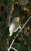 Pit-roig (Erithacus rubecula) © Jose Molis