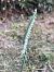 Spiranthes spiralis (Spiranthe d'automne) © Erwan Leherisse