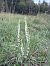 Spiranthes spiralis © David Vilasís Boix
