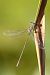 Gemeine Weidenjungfer (Chalcolestes viridis) © Andrea Galimberti