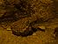 Common Toad (B. spinosus) (Bufo spinosus) © Josep Palet
