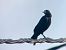 Cornella negra (Corvus corone) © Ramon Prat Espelt