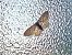 Idaea seriata © Maria Rita Gelso