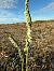 Spiranthes autumnalis © Camille Cherrier