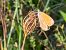 Coenonympha pamphilus © Maria Rita Gelso
