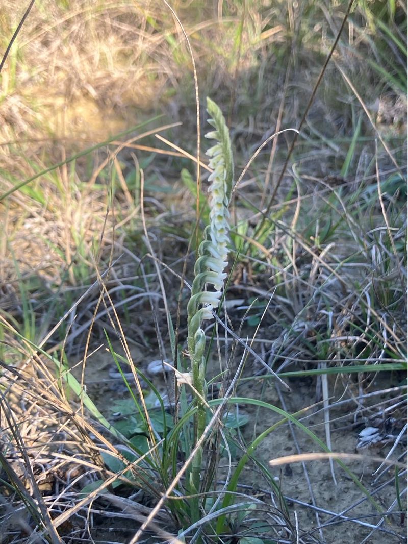 Spiranthes spiralis  - Florent de Gasperis