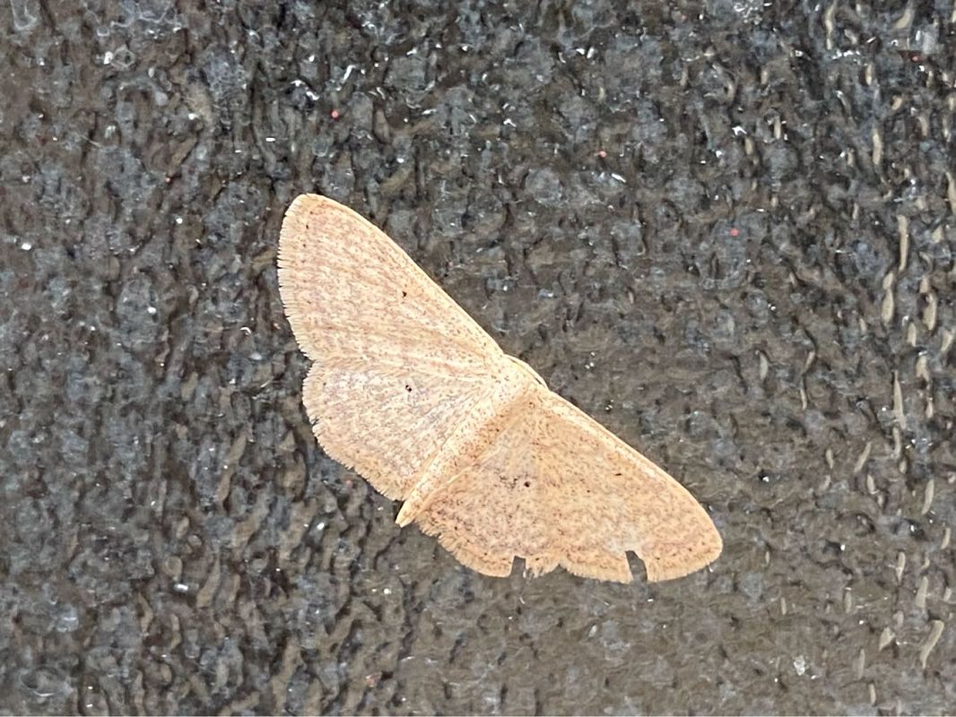 Scopula minorata  - Maria Rita Gelso