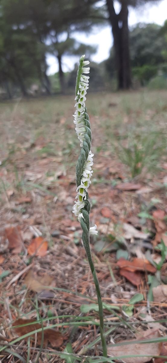 Spiranthes spiralis  - Romain Sauvan