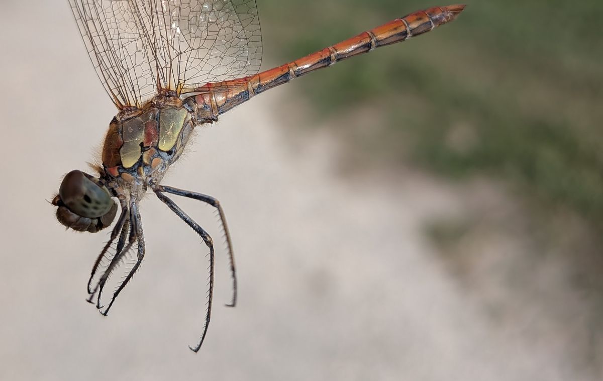 Sympetrum striolatum  - Andrea Verdelli