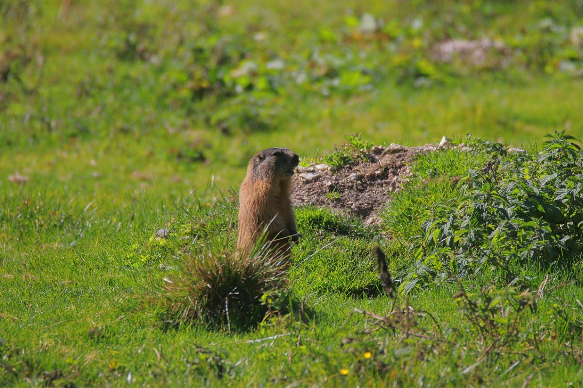 Marmotta  - Alberto Calveri