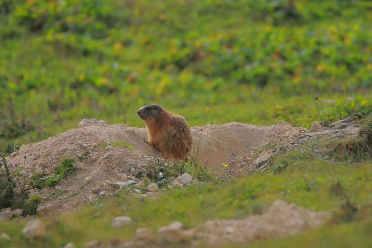 Marmotta  - Alberto Calveri