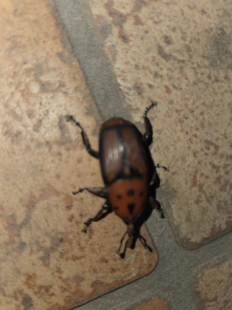Rhynchophorus ferrugineus  - Alberto Manganaro