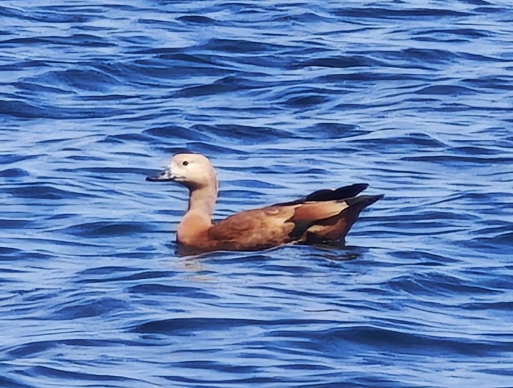 Ànec canyella 