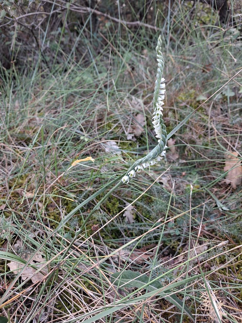 Spiranthes spiralis  - Patrick Serra