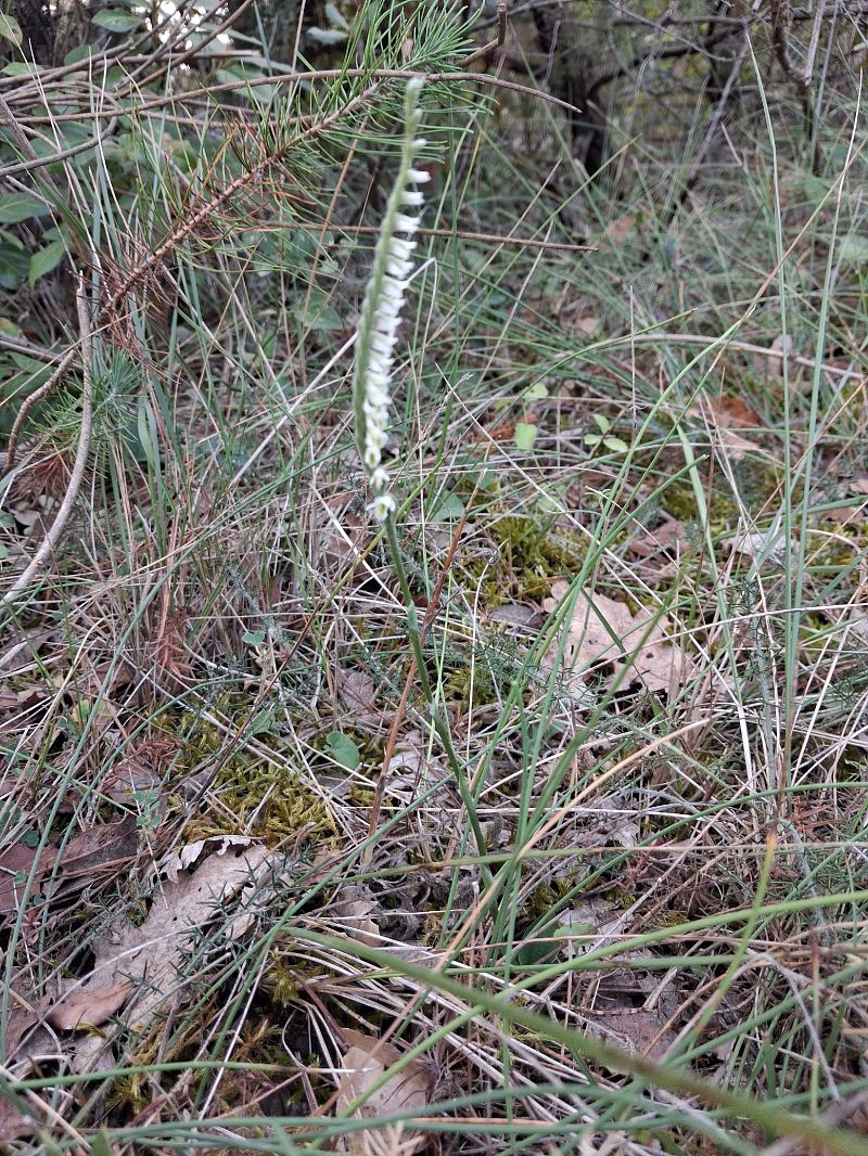 Spiranthes spiralis  - Patrick Serra