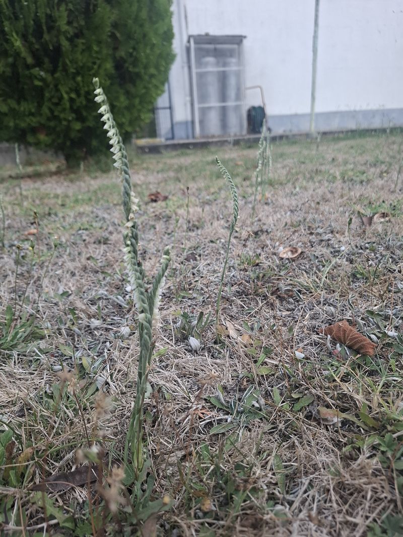 Spiranthes spiralis  - Pauline Manens