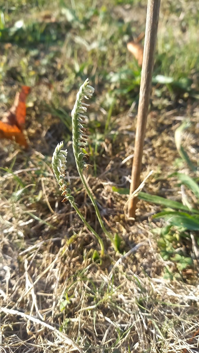 Spiranthes spiralis  - Michel Wendling