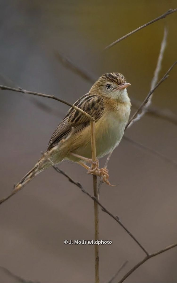 Zitting Cisticola  - Jose Molis