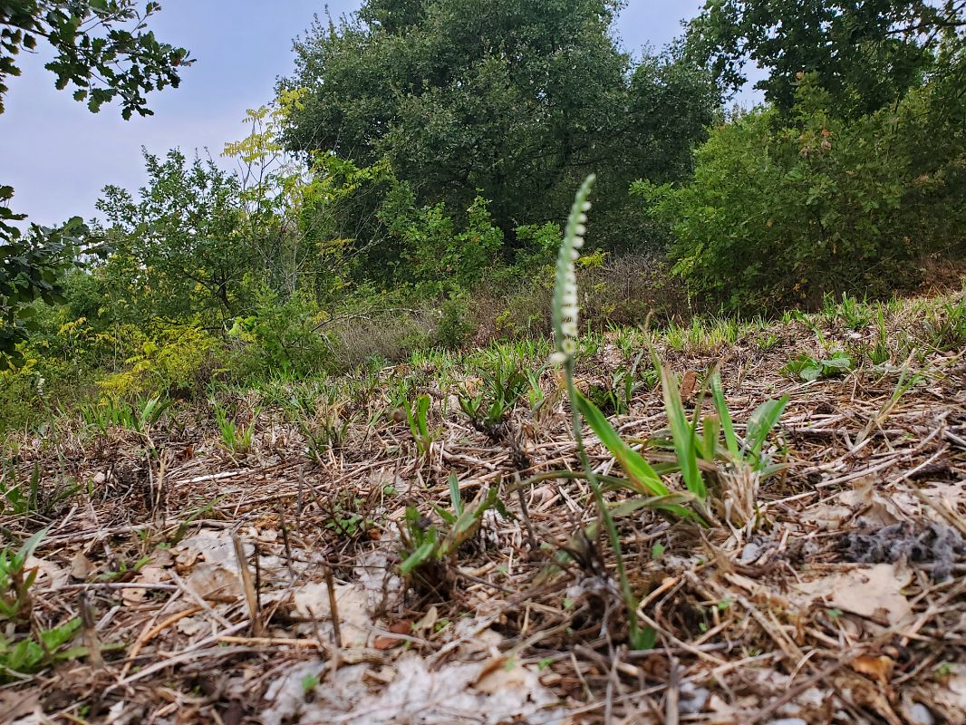 Spiranthes spiralis  - Rudi Vanherck