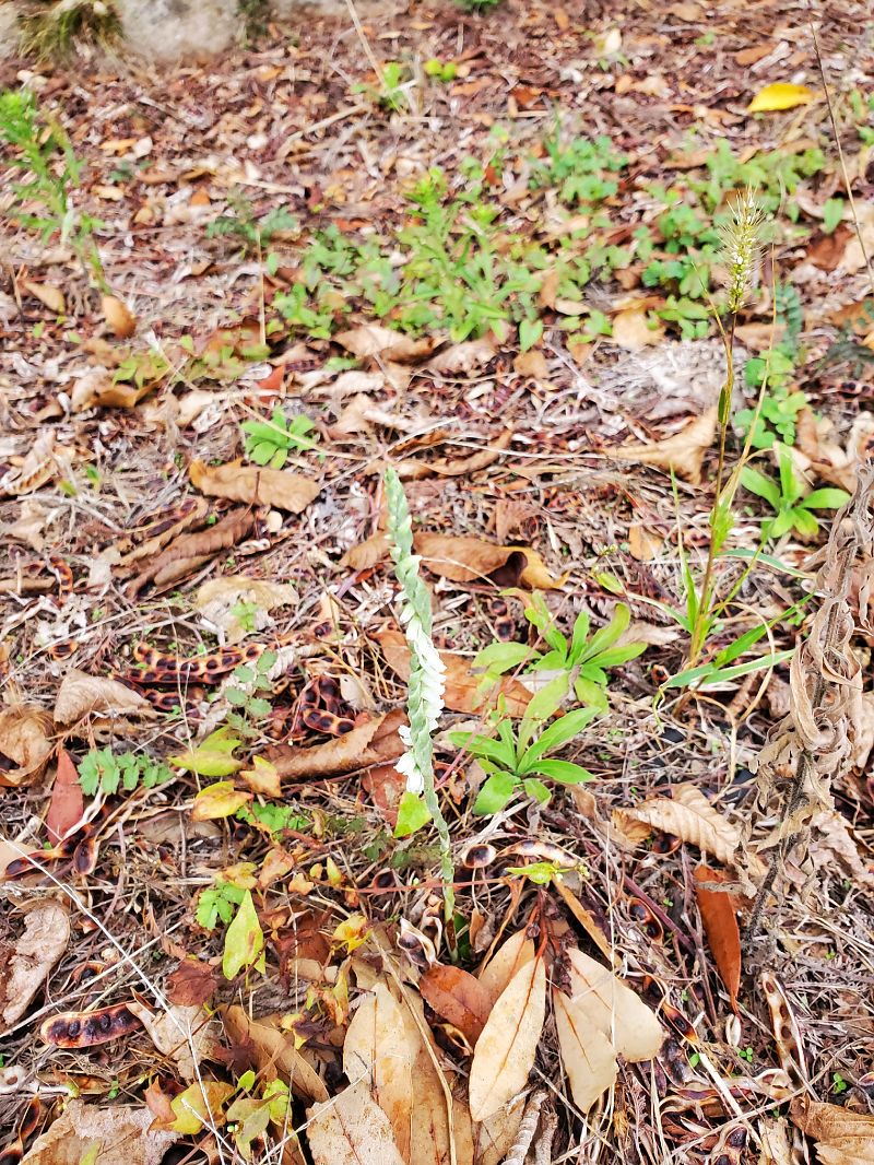 Spiranthes spiralis  - Rudi Vanherck