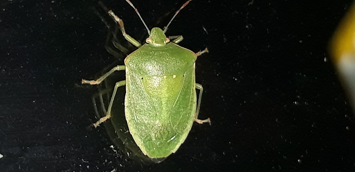 Nezara viridula  - Michele Cento