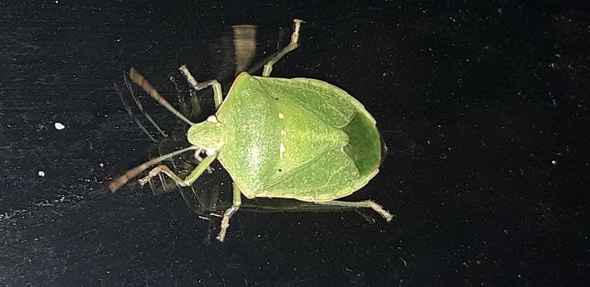 Nezara viridula  - Michele Cento