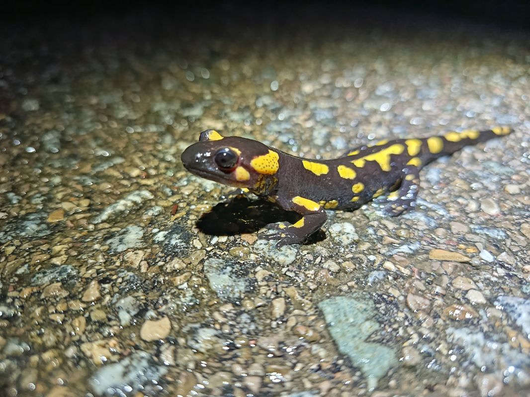 Salamandra comuna  - Andreu Duclau
