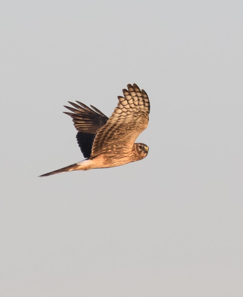 Oiseau indéterminé  - Anton Leber
