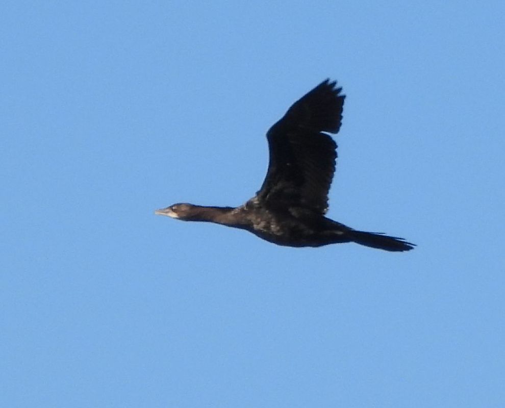 kormoran mały  - Janusz Gajdas