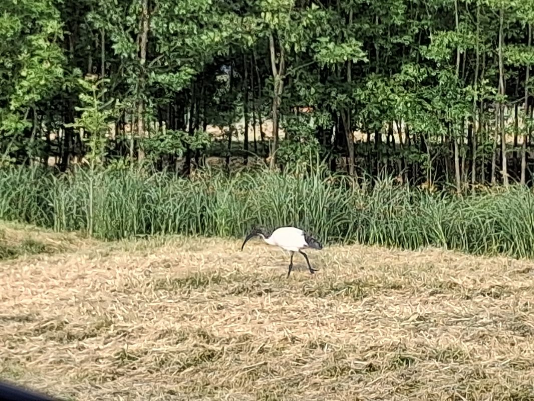 Ibis sacro  - Mannucci Cosimo