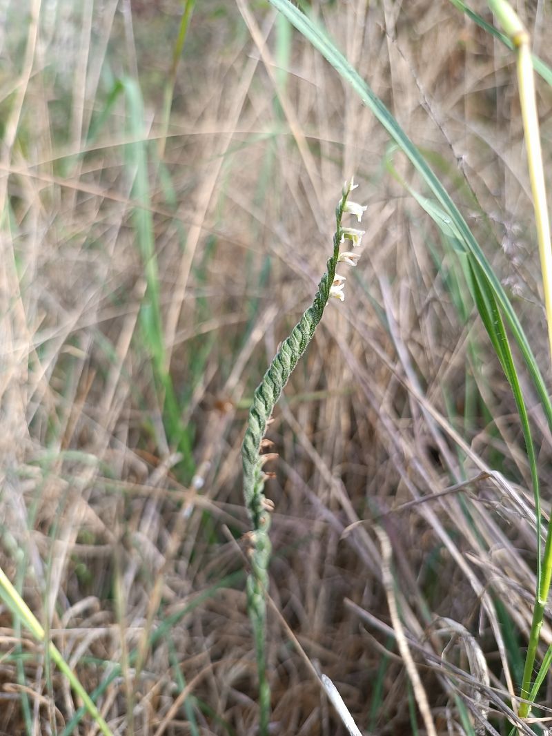 Spiranthes spiralis  - Assumpta Molist