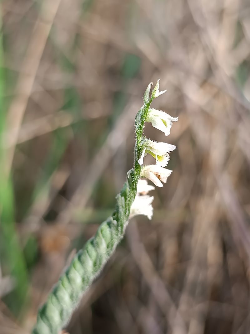Spiranthes spiralis  - Assumpta Molist