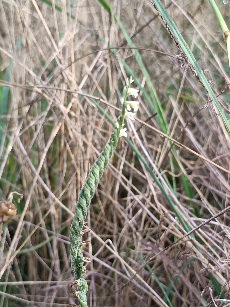 Spiranthes spiralis  - Assumpta Molist