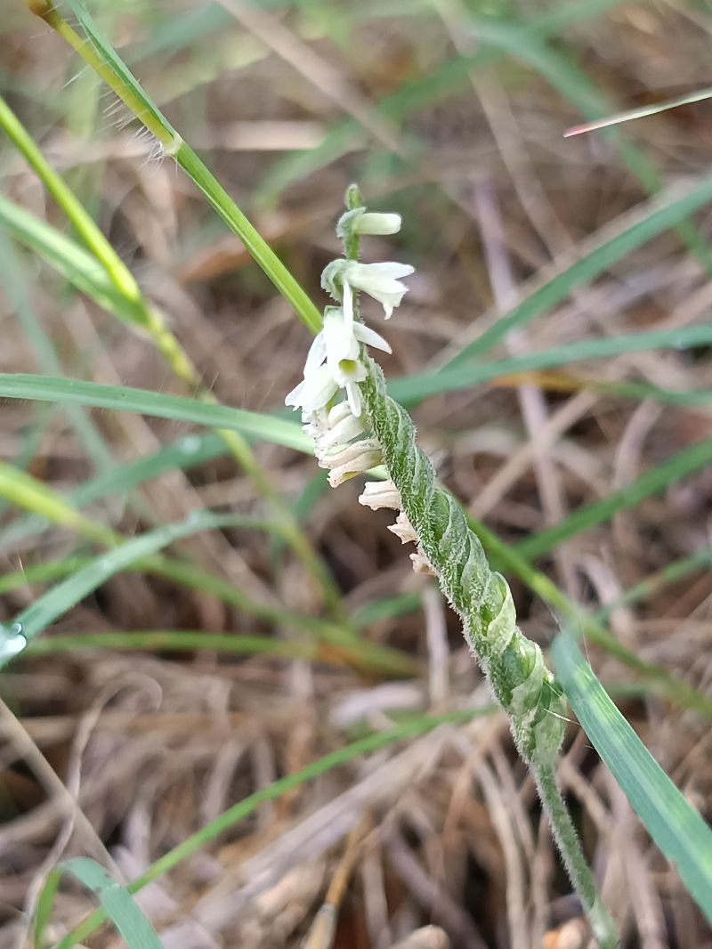 Spiranthes spiralis  - Assumpta Molist