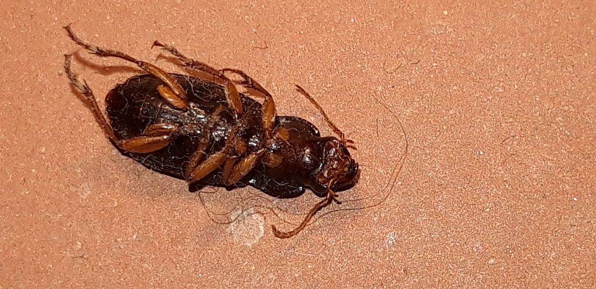 Pseudoophonus rufipes  - Michele Cento