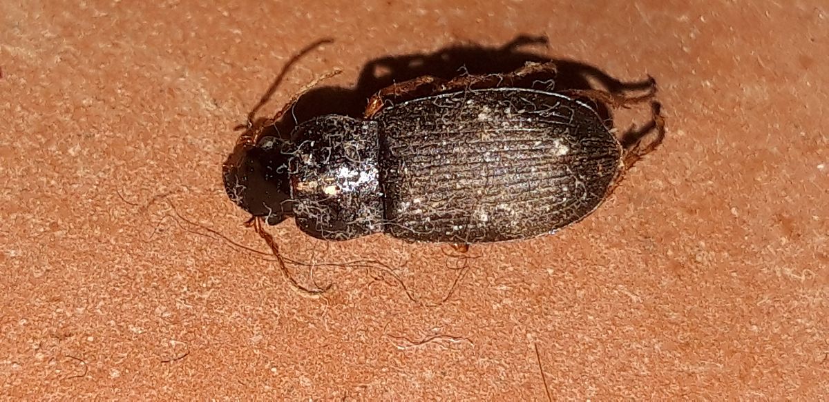 Pseudoophonus rufipes  - Michele Cento