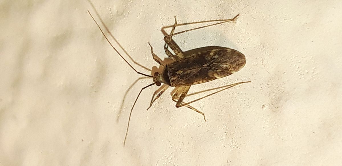 Phytocoris sp.  - Michele Cento