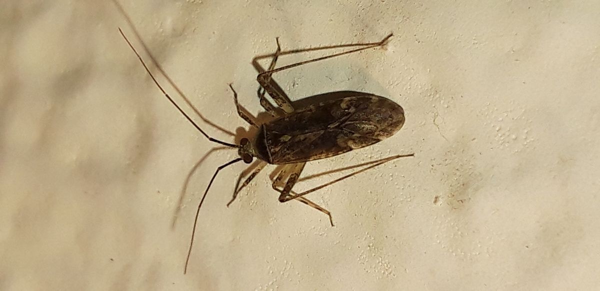 Phytocoris sp.  - Michele Cento