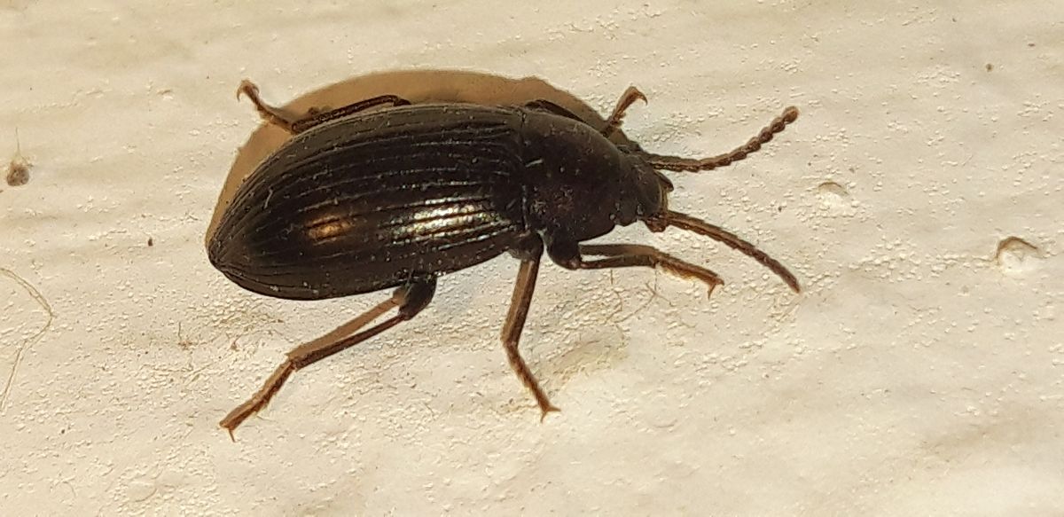 Nalassus sp.  - Michele Cento