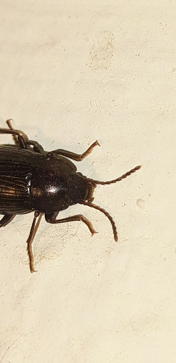 Nalassus sp.  - Michele Cento