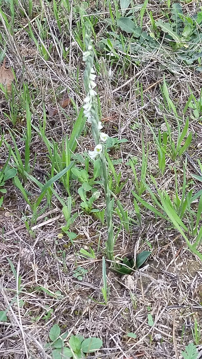Spiranthes spiralis  - Bernard Tassy