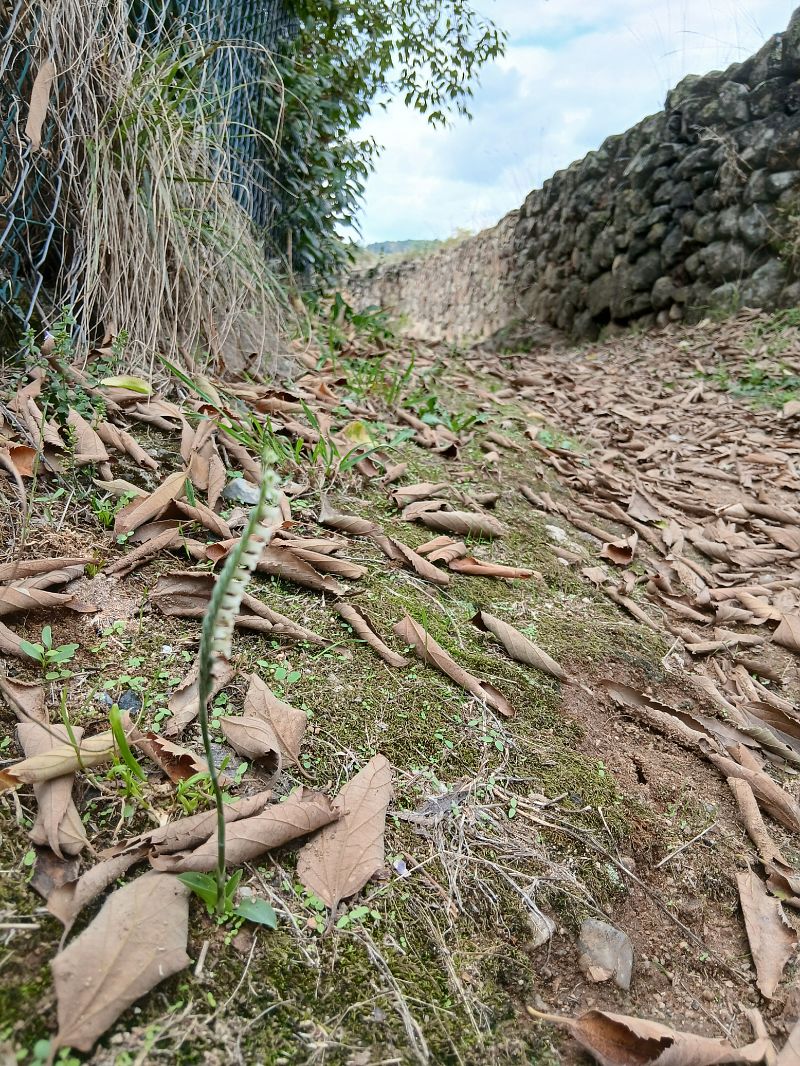 Spiranthes spiralis  - Gaetan Bottin