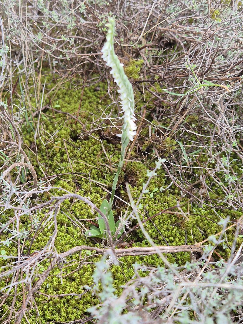 Spiranthes spiralis 