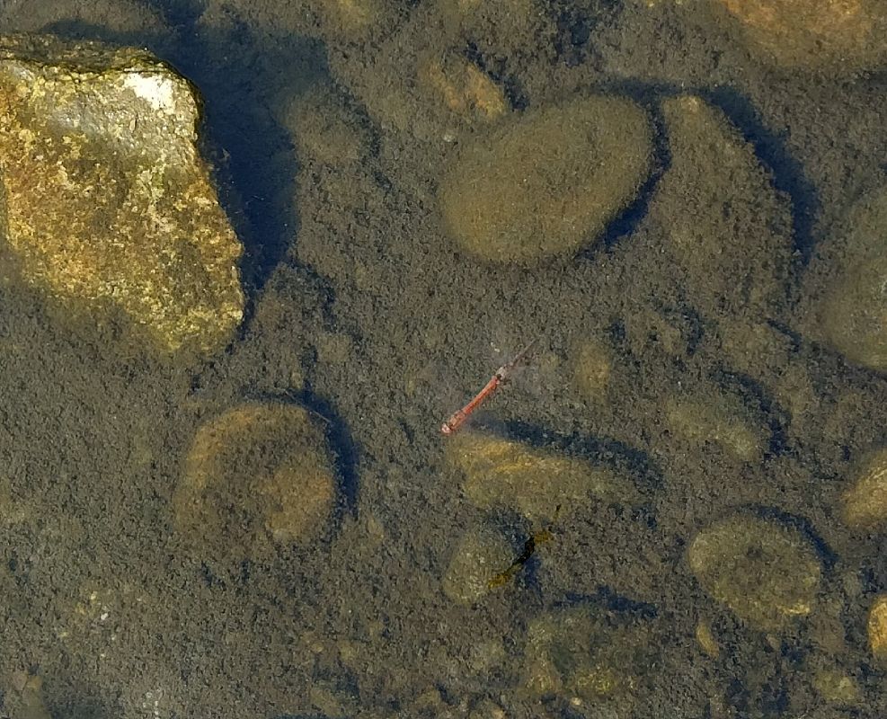 Sympetrum striolatum  - Battisti Andrea